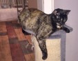 Mimi (1)